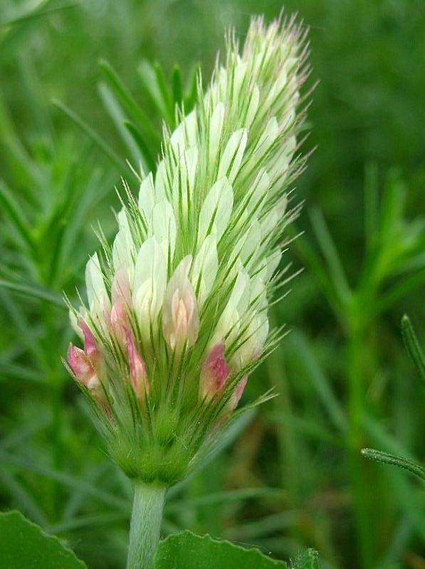 Trifolium incarnatum subsp. molinerii / Trifoglio di Molineri